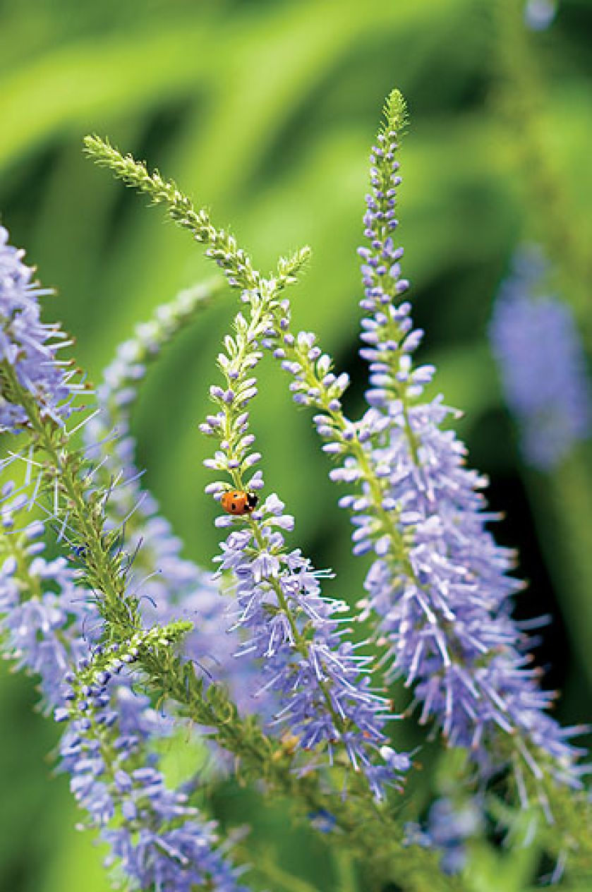 Ogród w angielskim stylu