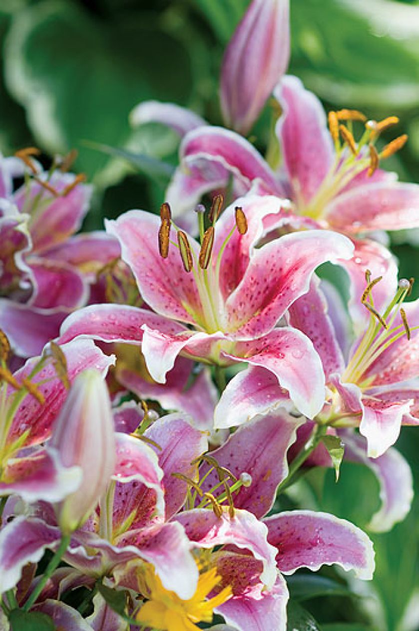 Gospodyni najbardziej lubi rośliny kwitnące w zimnych barwach, więc w ogrodzie dominują biel, fiolet, błękit i róż.