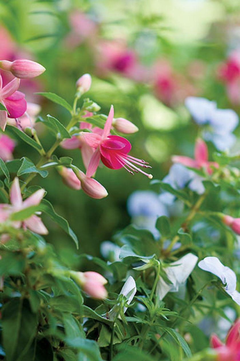 Gospodyni najbardziej lubi rośliny kwitnące w zimnych barwach, więc w ogrodzie dominują biel, fiolet, błękit i róż.