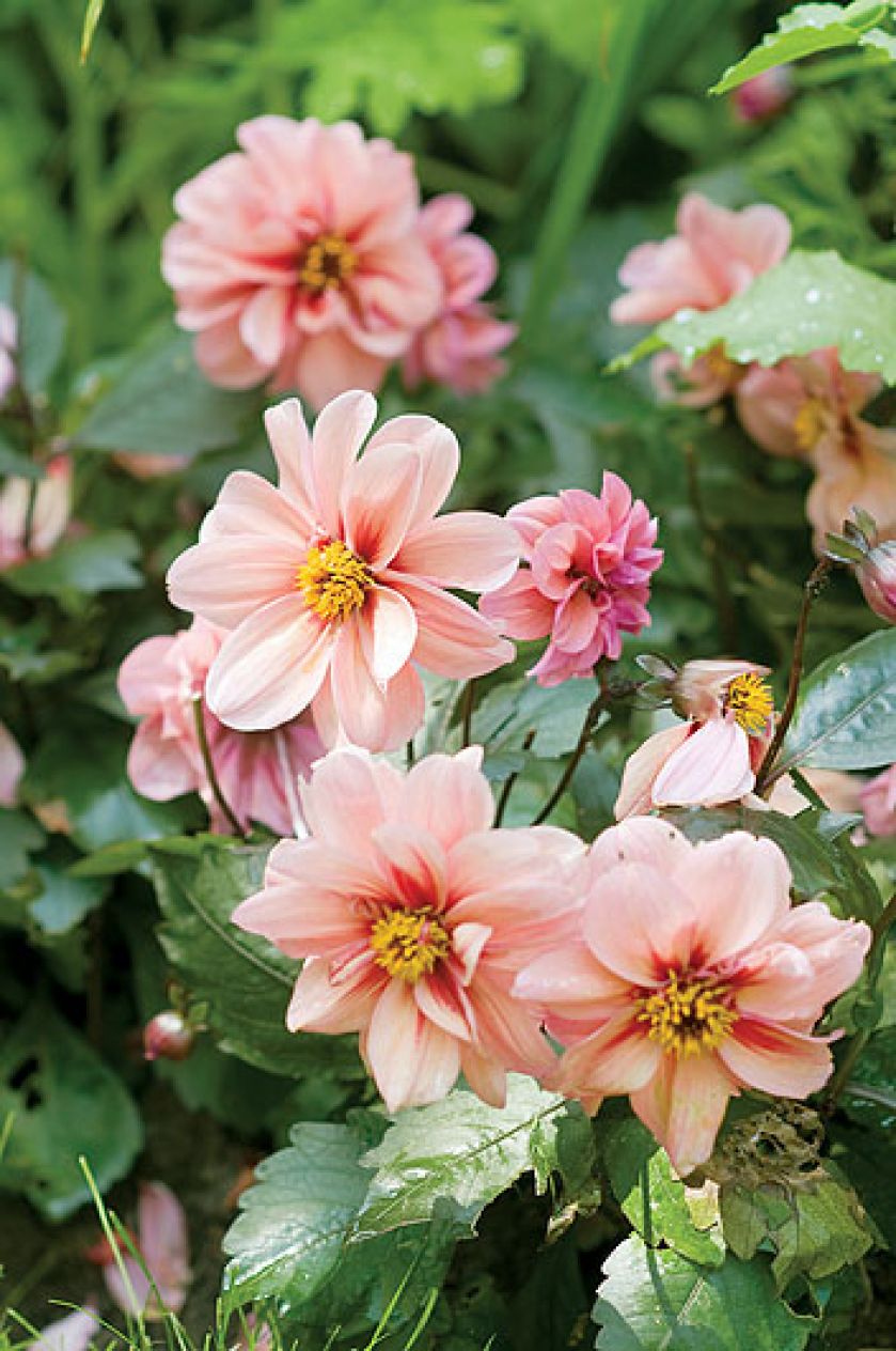 Ogród w angielskim stylu