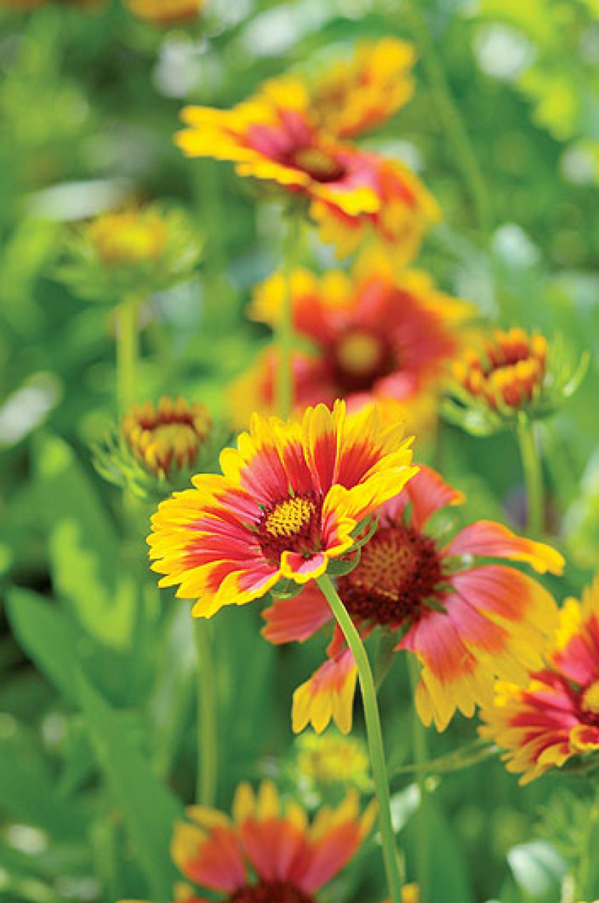 Gospodyni najbardziej lubi rośliny kwitnące w zimnych barwach, więc w ogrodzie dominują biel, fiolet, błękit i róż.