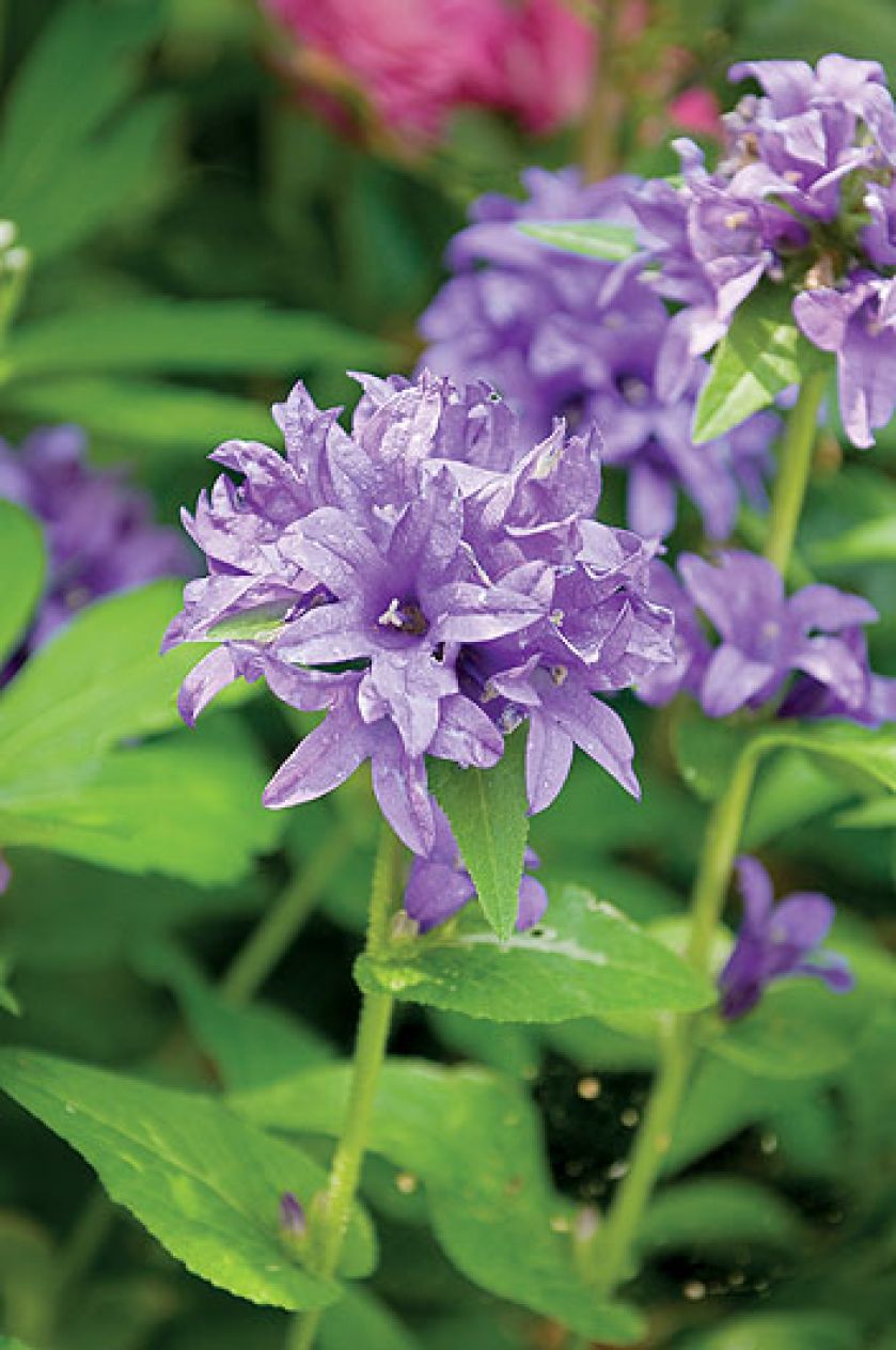 Gospodyni najbardziej lubi rośliny kwitnące w zimnych barwach, więc w ogrodzie dominują biel, fiolet, błękit i róż.