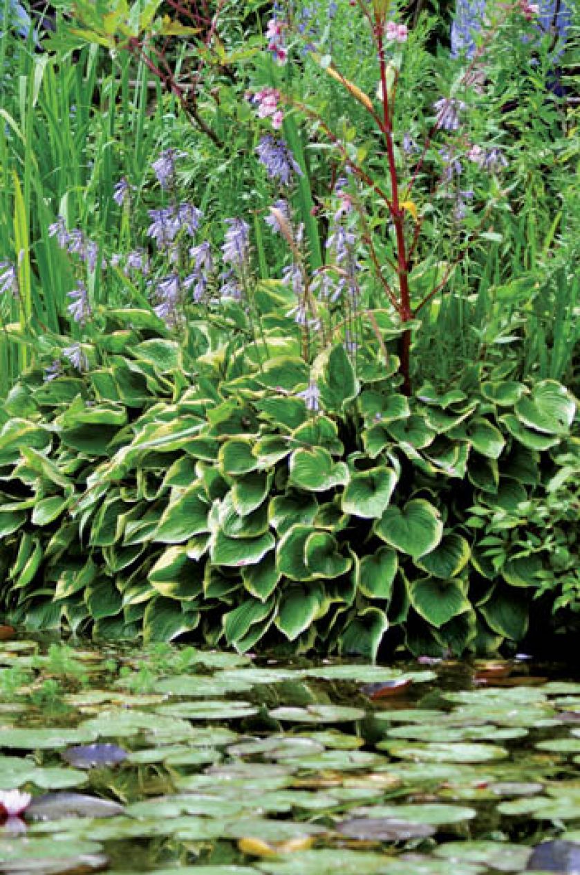 Hosty nad stawem. Ogród Moneta w Giverny