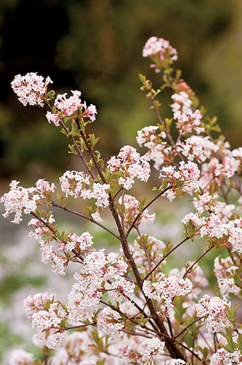 kalina wonna viburnum farreri
