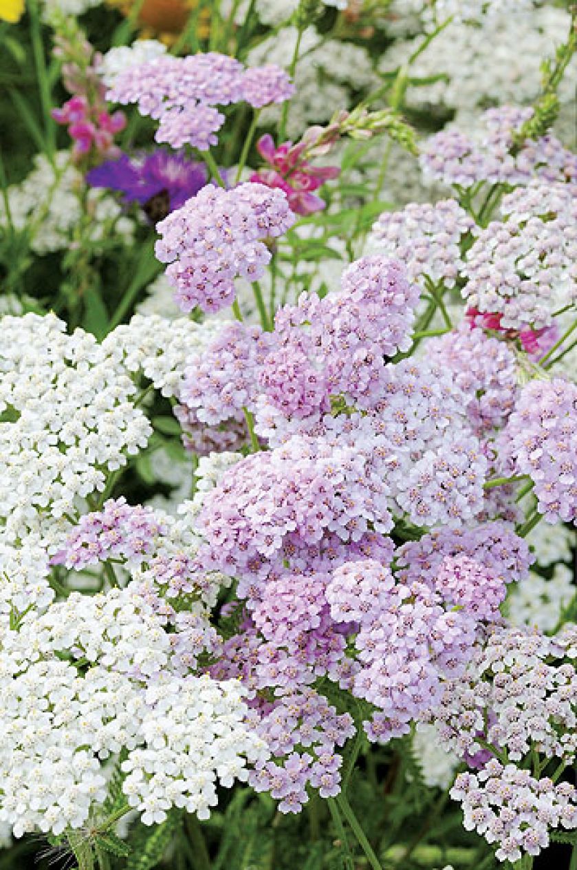 Krwawnik pospolity. Krwawnik