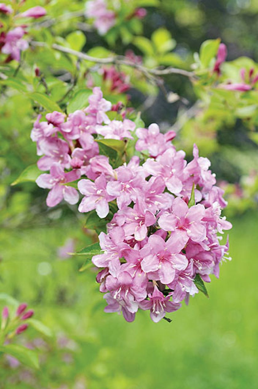 Krzewuszka - na co zwracać uwagę przy uprawie, jak przycinać krzewuszkę i jakie odmiany wybierać?