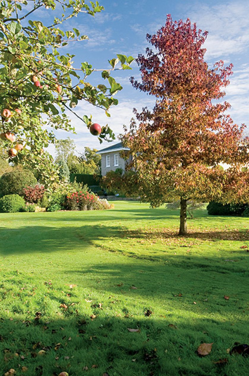 Liście ambrowca balsamicznego są podobne do klonowych. Jesienią przebarwiają się na czerwonoi fioletowo.