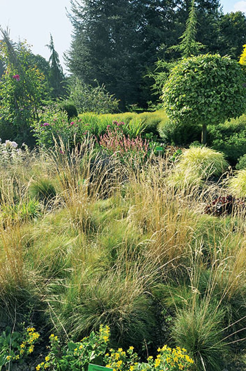 Miskanty, czyli ozdobne trawy, zajmują na razie niewielkie poletko. Ale arboretum się rozrasta i cała