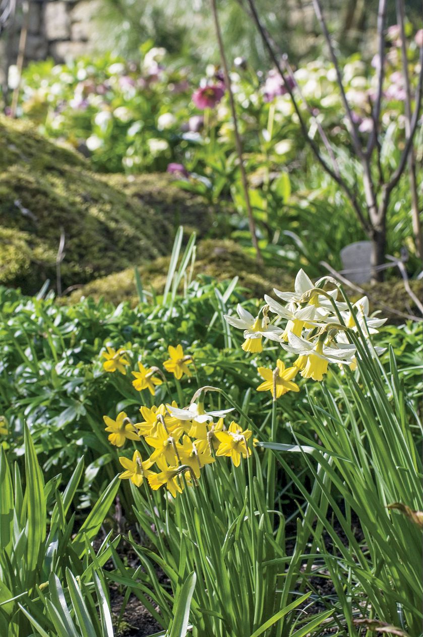 Pełen narcyzów ogród w Painswick