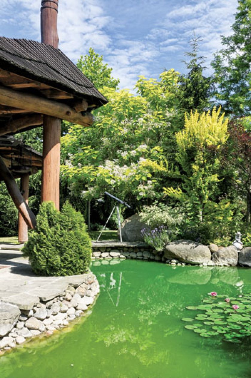 Niewielki staw, który dodaje uroku ogrodowi.