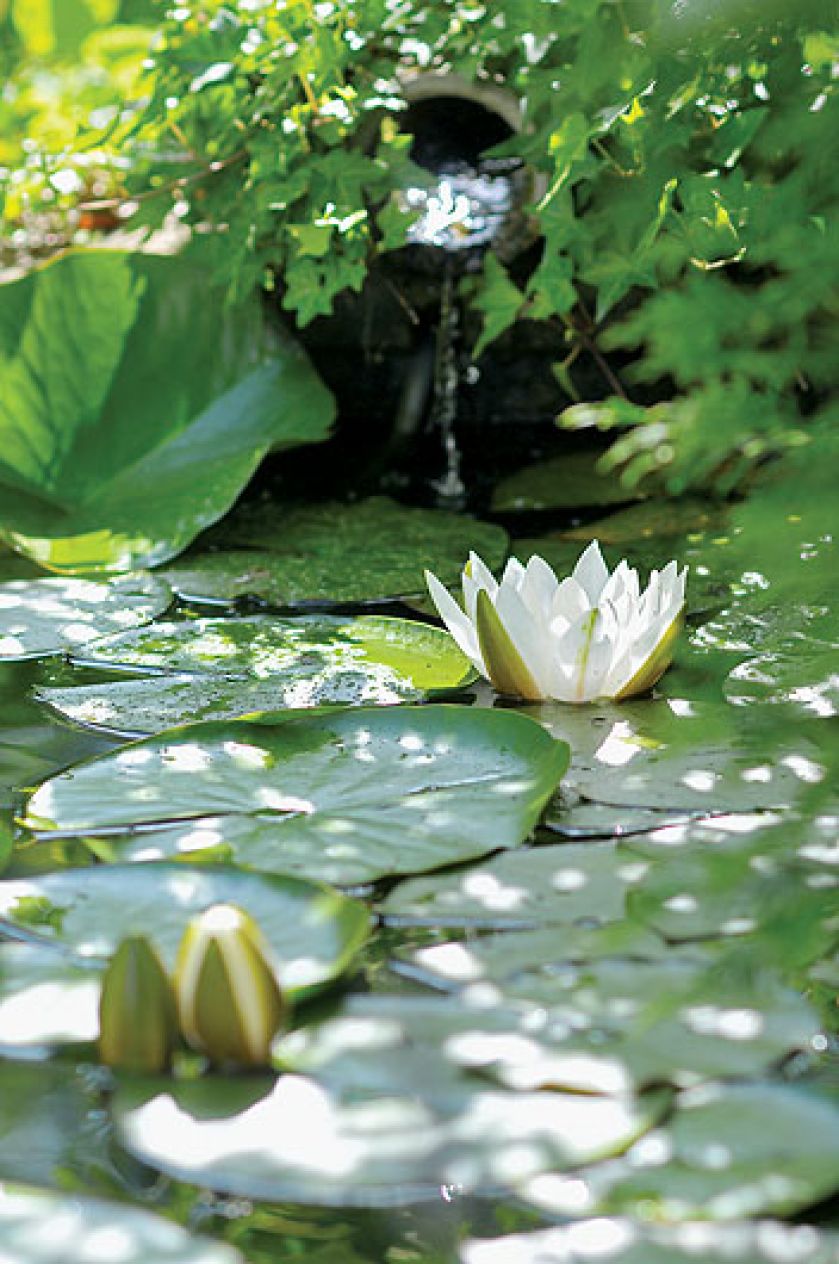 Otoczone klinkierowymi cegłami, na tyle głębokie, że ukochane przez panią Barbarę lilie nie marzną zimą, bo schowane są pod