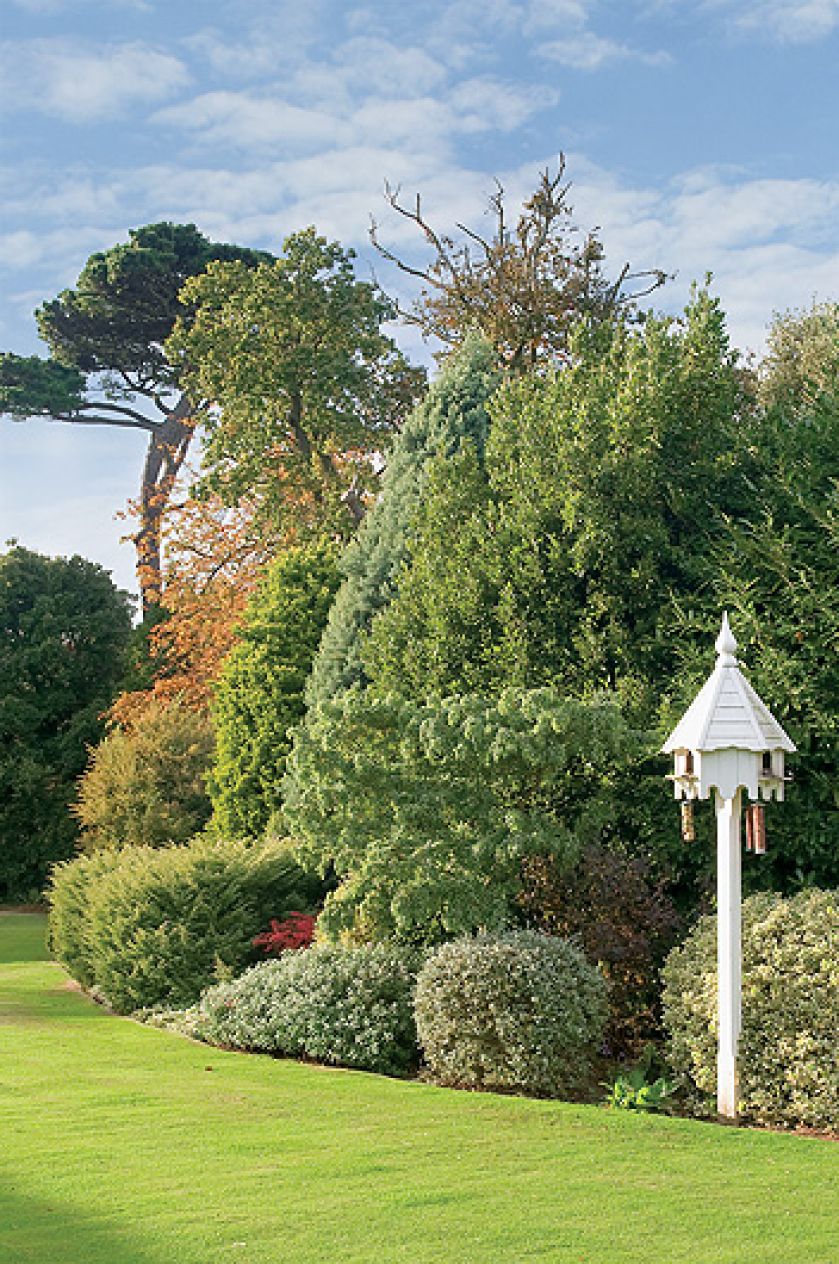 Pomysłowy karmnik dla ptaków. Ogród z tujami