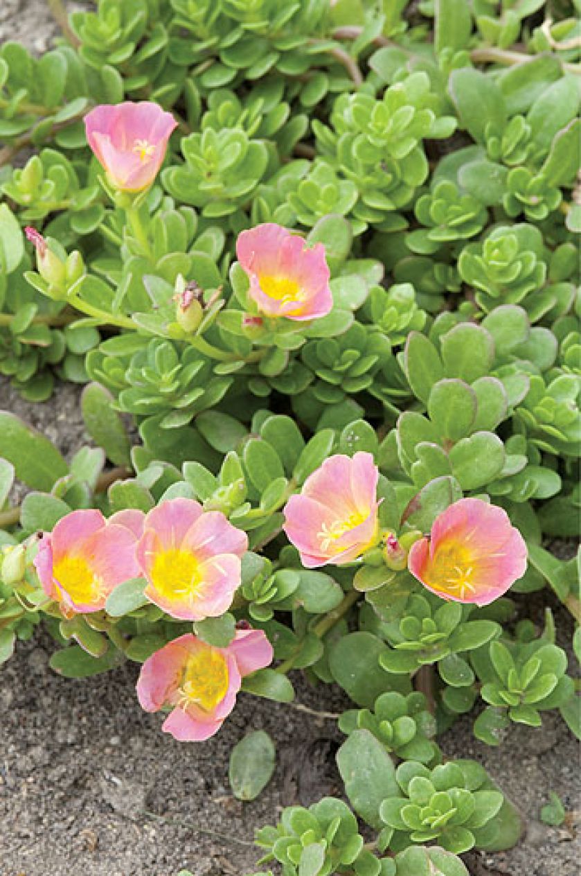 Portulaka - uprawa, pielęgnacja i rozmnażanie