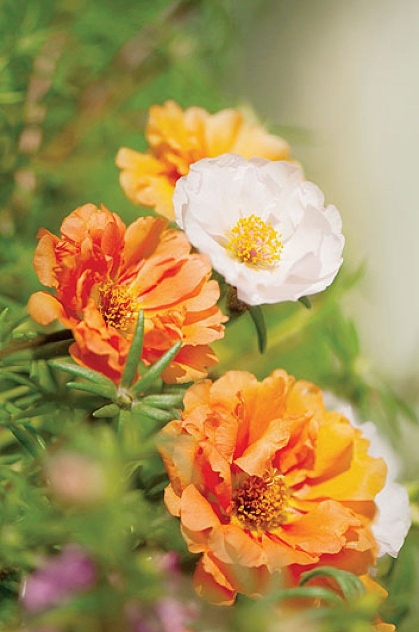 Portulaka wielkokwiatowa