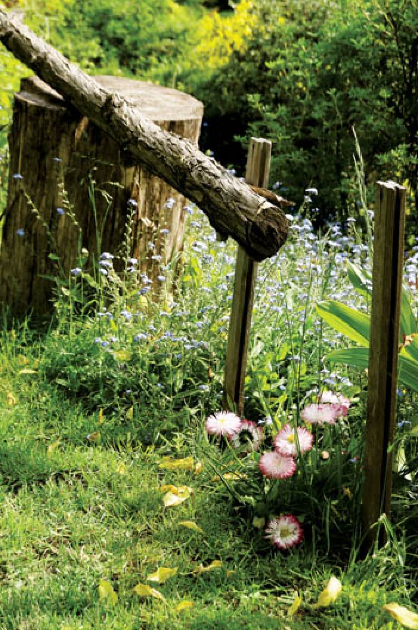 Pośrod traw kwitną stokrotki i niezapominajki.