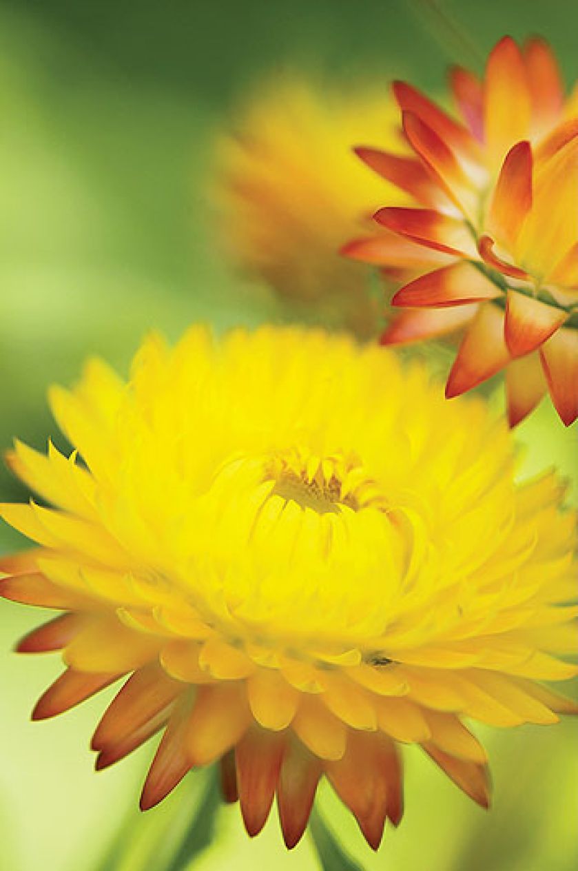 Nieśmiertelnik rośliny trwałe ale jednorczne. Wysiewane w maju, kiedy miną przymrozki.