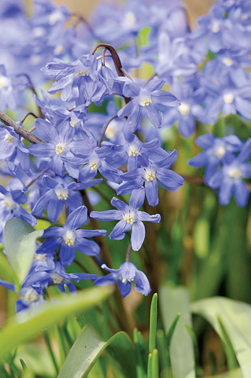 Śnieżnik - choć malutki, nic nie robi sobie z chłodu, więcej – bez niego za żadne skarby nie zakwitnie.