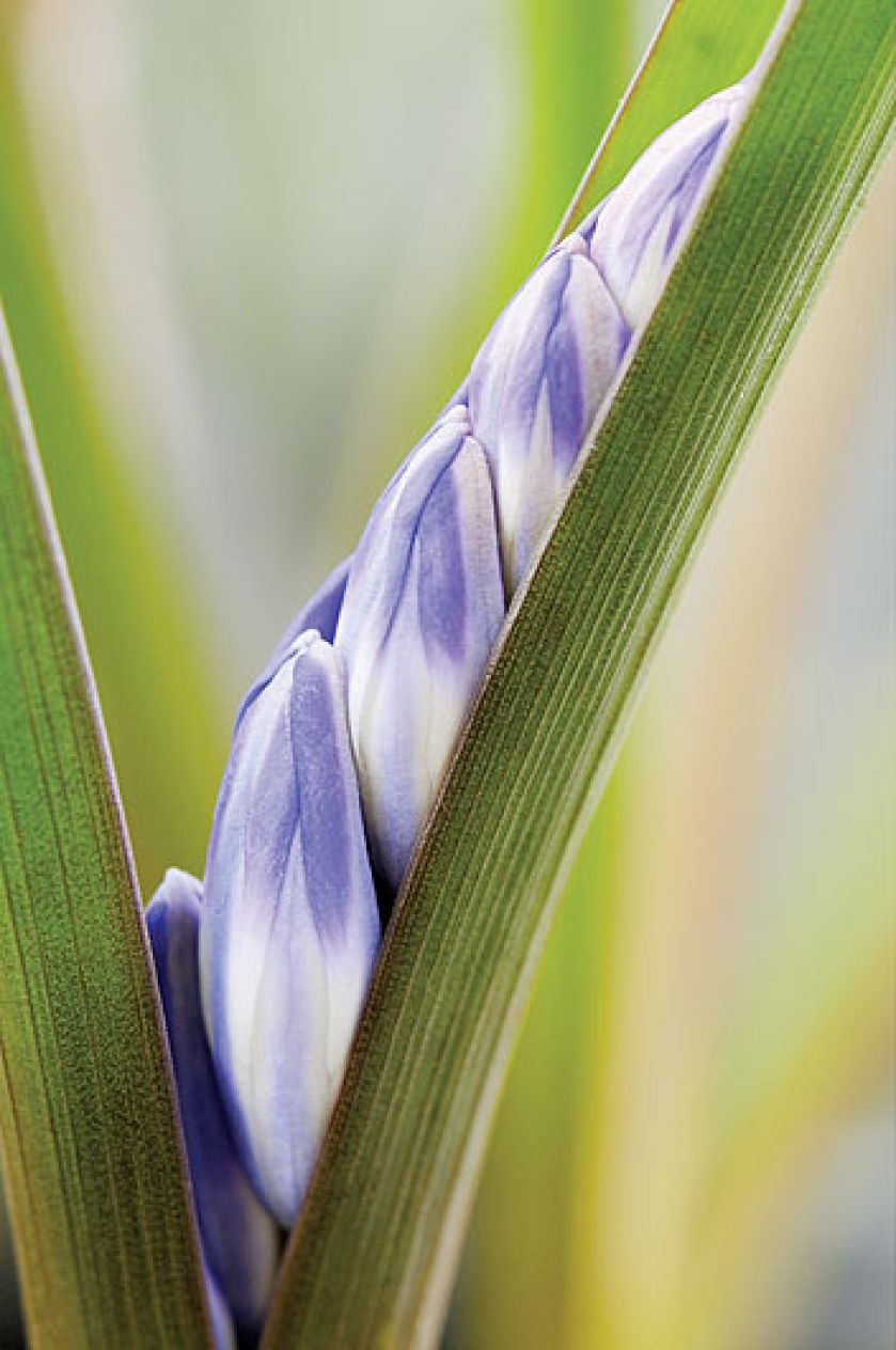Śnieżnik - choć malutki, nic nie robi sobie z chłodu, więcej – bez niego za żadne skarby nie zakwitnie.