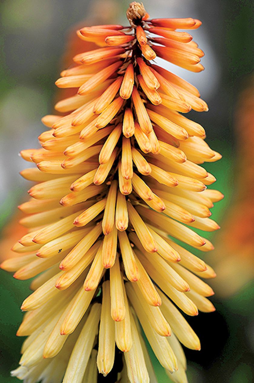 kniphofia trytoma