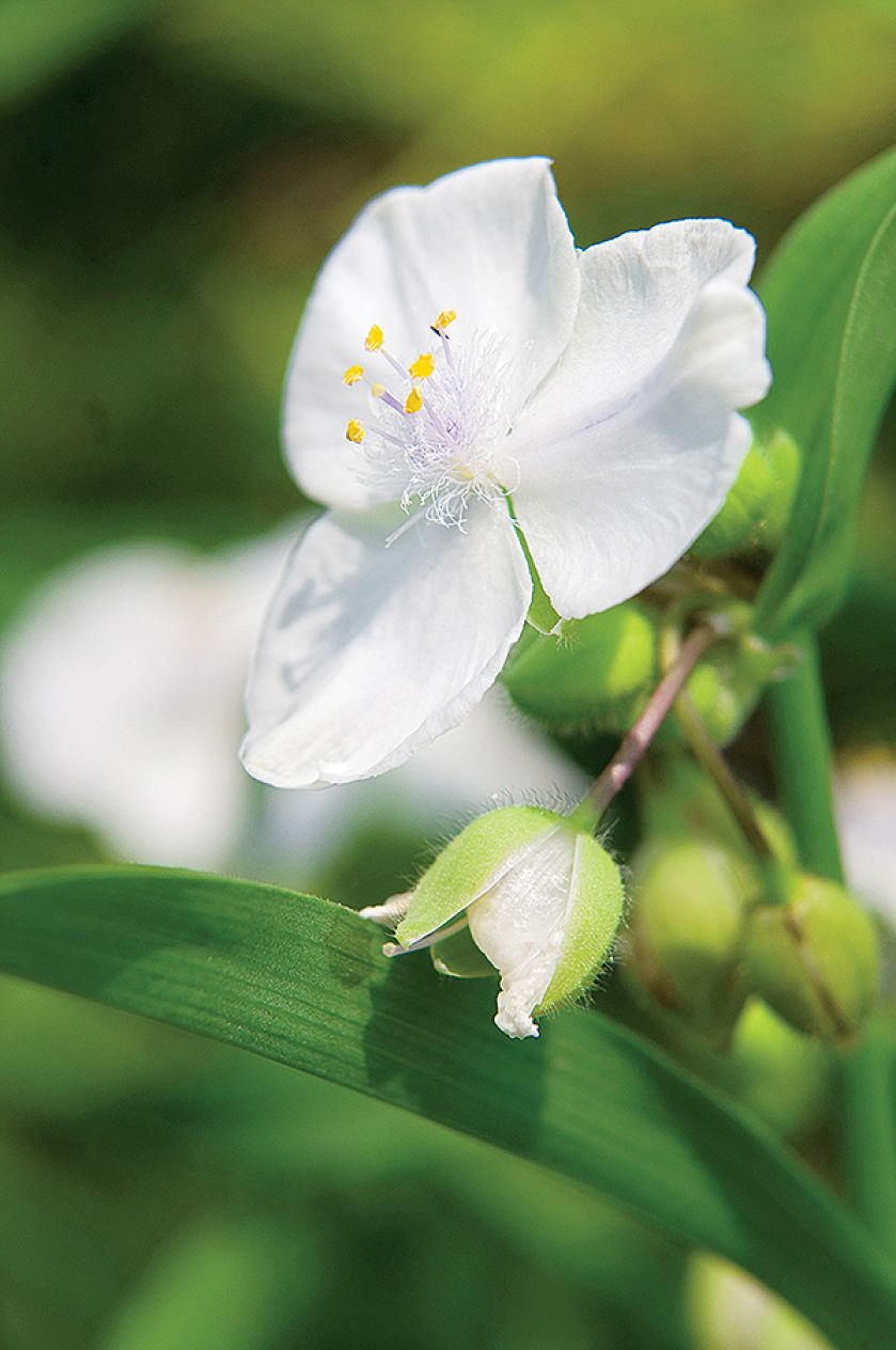 Trzykrotka - odmiany i uprawa