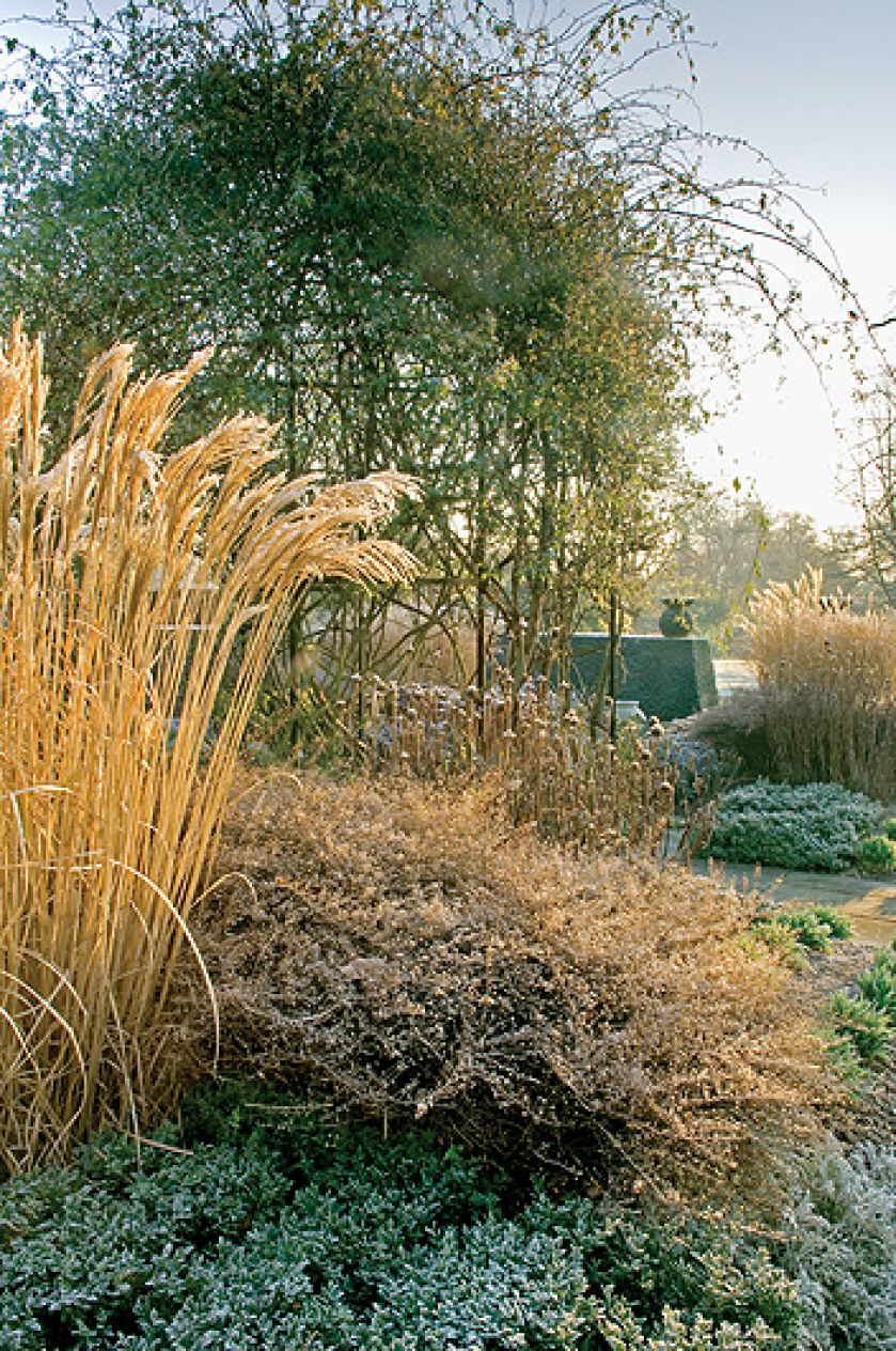 W ogrodzie znajdziemy dwie odmiany trzmieliny Fortune a.