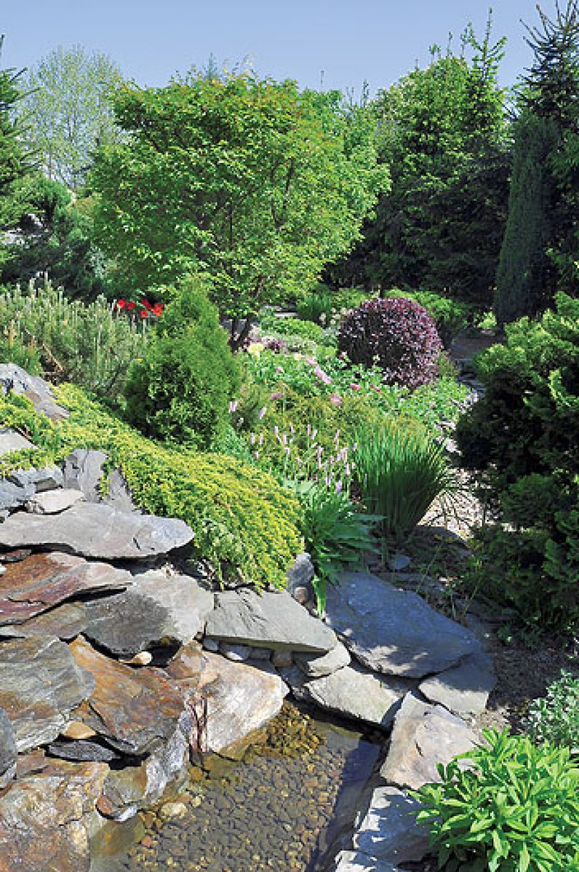 Wśród roślin jest woda i dużo kamieni.