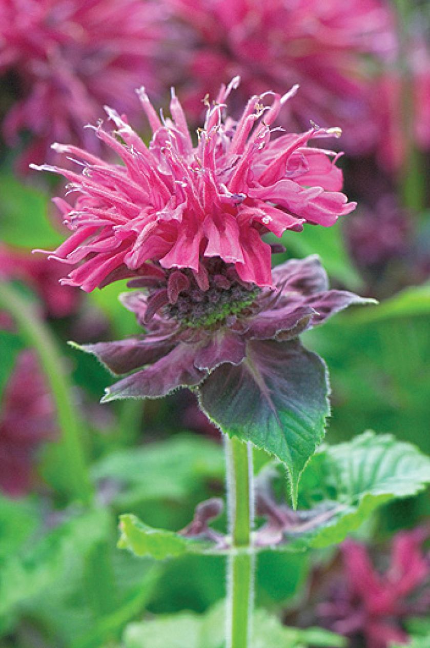 kwiaty pysznogłówka