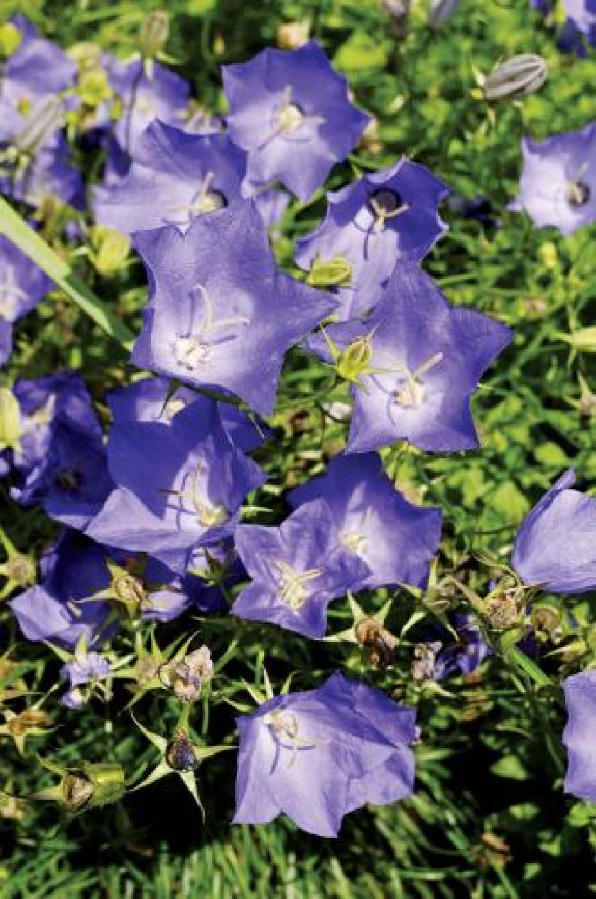 Dzwonki karpackie. Czym pachnie lato