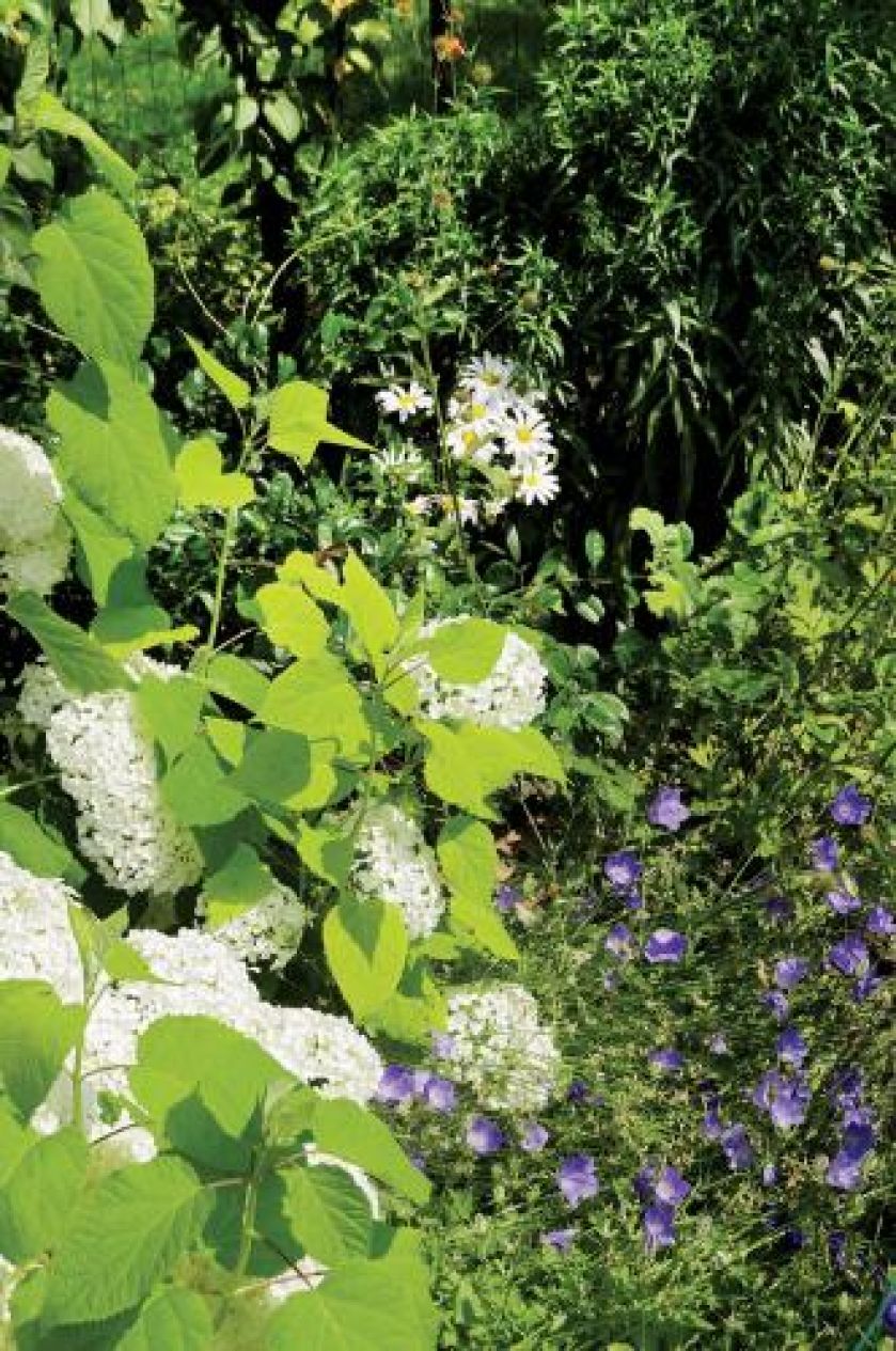 Jeżówka, hortensja krzaczasta. Czym pachnie lato