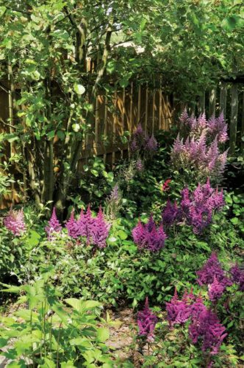 Kolory ogrodu zachwycają. Czym pachnie lato