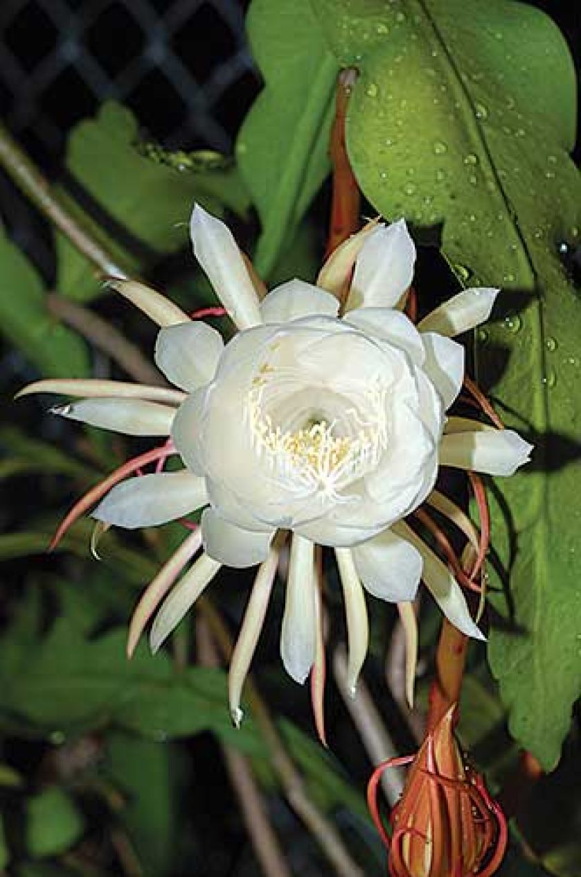 Królowa Jednej Nocy kaktus kwitnący