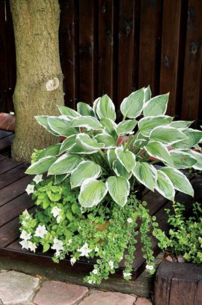 Kwiaty w ogrodzie. Ogród zadumany