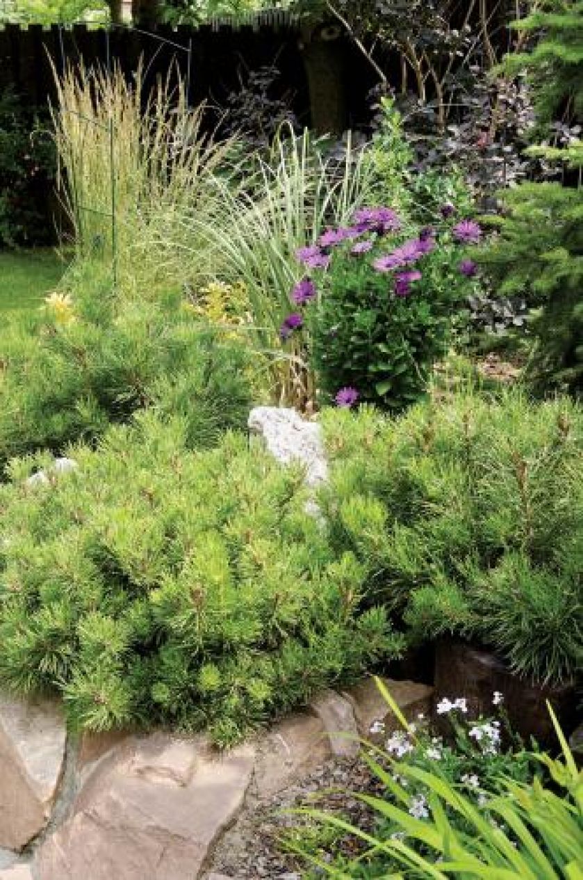 Na skalniaku rządzi sosna górska mops . W tle biała trawa pampasowa oraz perukowiec o ciemnopurpurowych liściach.