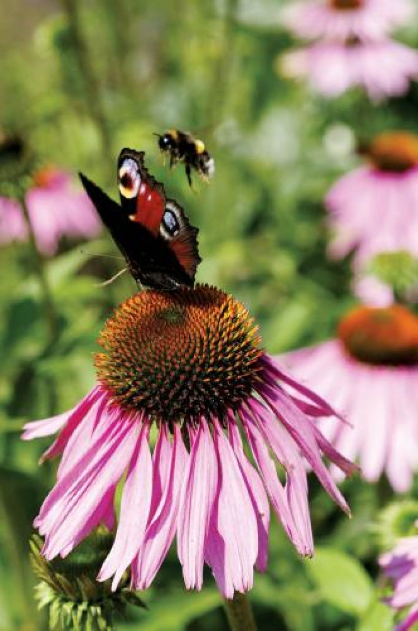 Rusałka pawik na jeżówce purpurowej. Czym pachnie lato