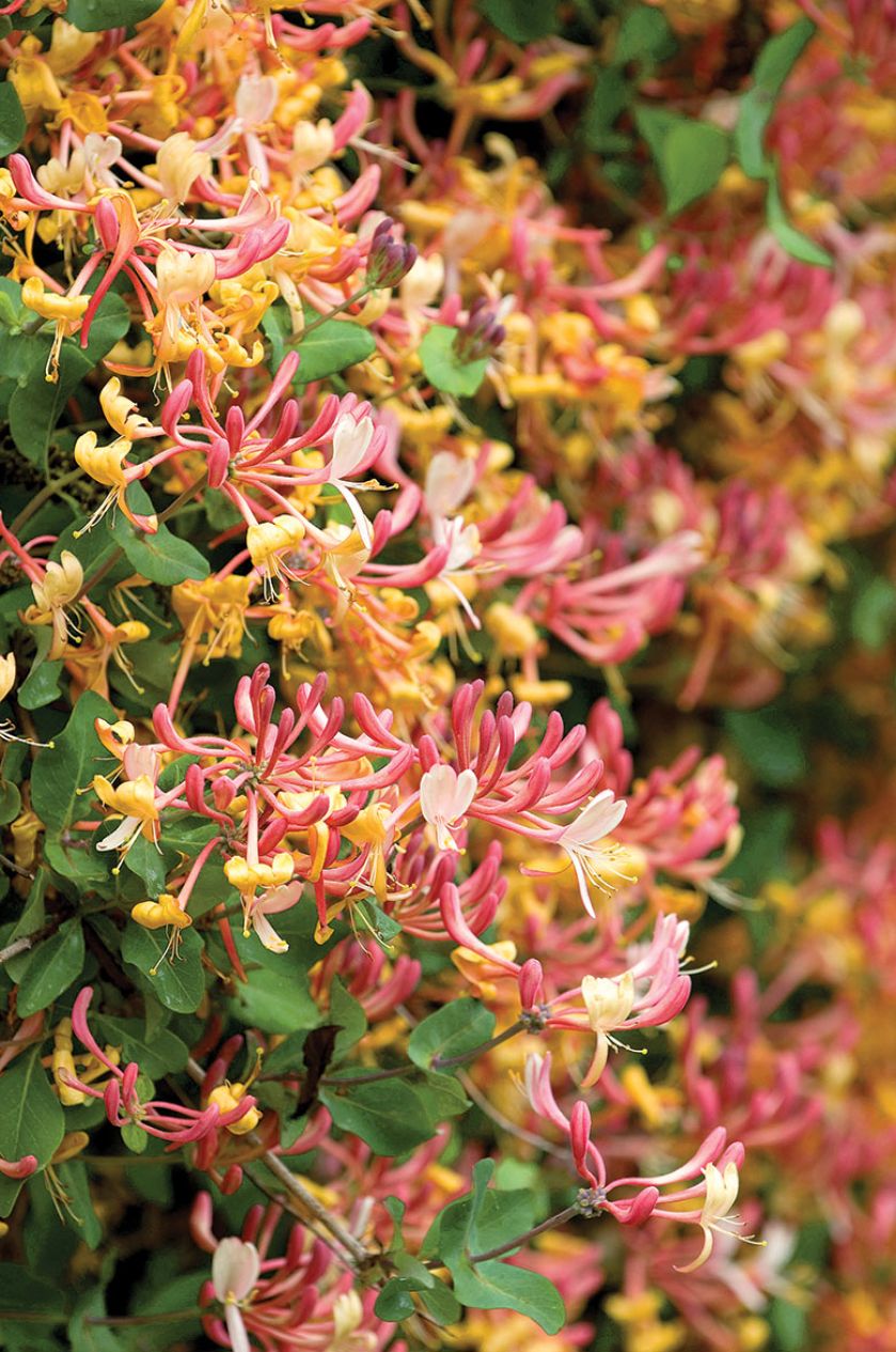 Wiciokrzew Pomorski. Czas na pnącza