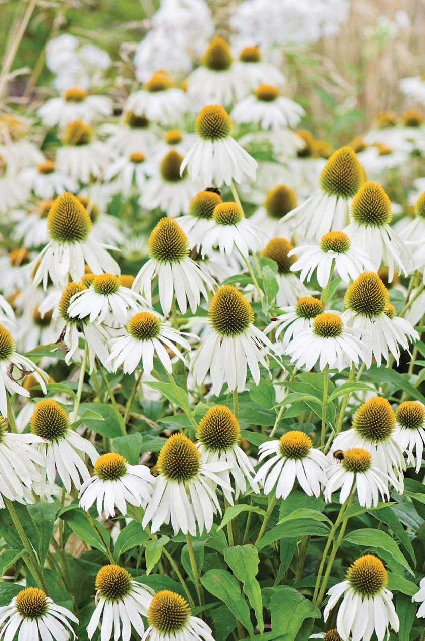 ECHINACEA PURPUREA ‘ALBA’.