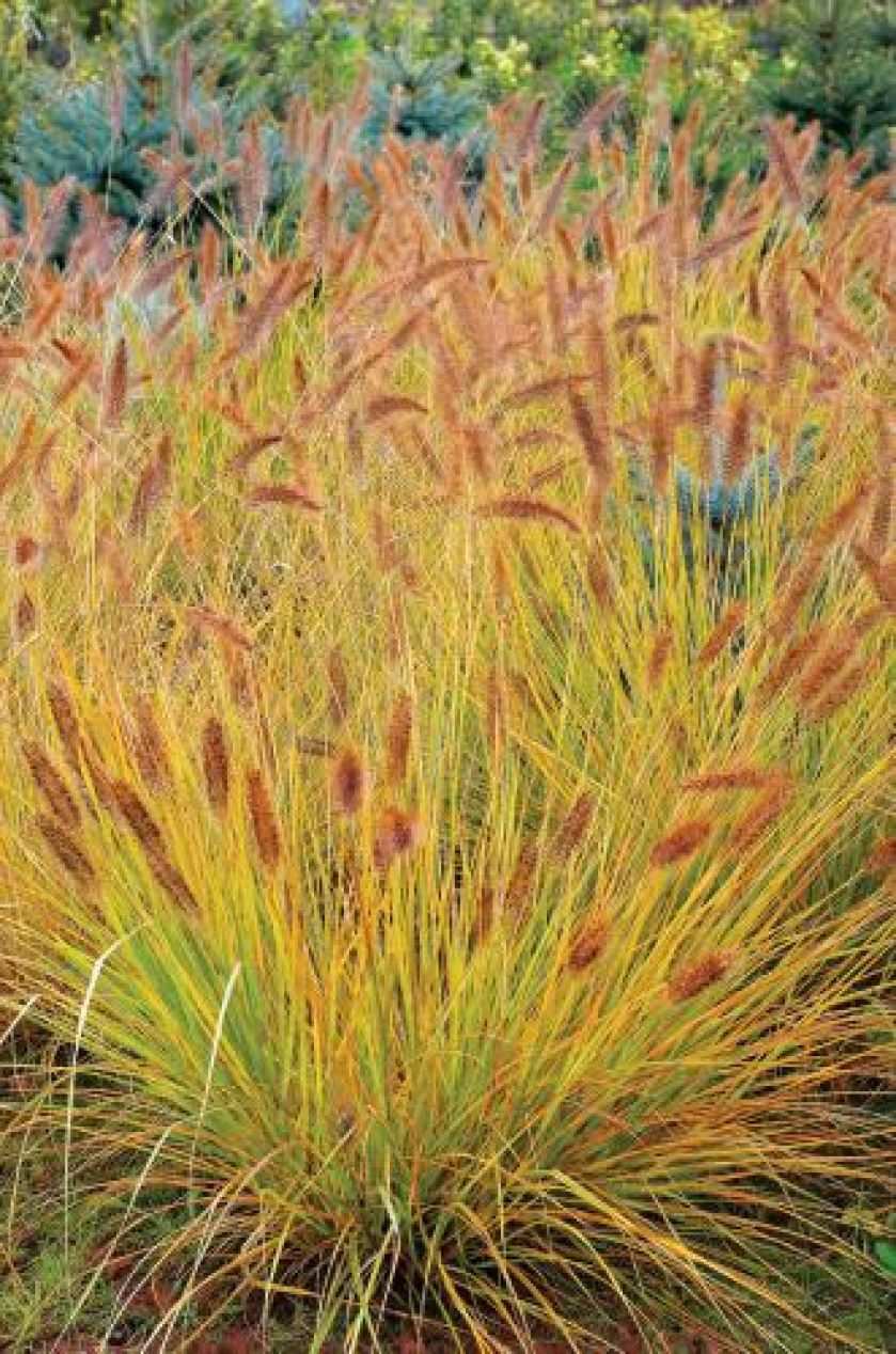 Rozplenica japońska Little Bunny. Jesień kolorowych traw