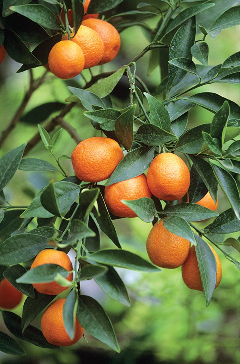 Cytrusy w domu. Cytrusy w domu, jak wyhodować cytrynę, jak hodować cytrusy,  jak wyhodować pomarańcze,