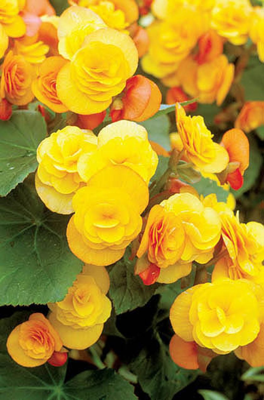 Begonia Elatior Catkin. Begonia - królowa zimy