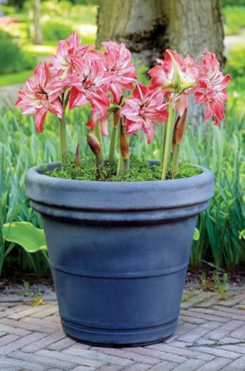 Amarylis w doniczce