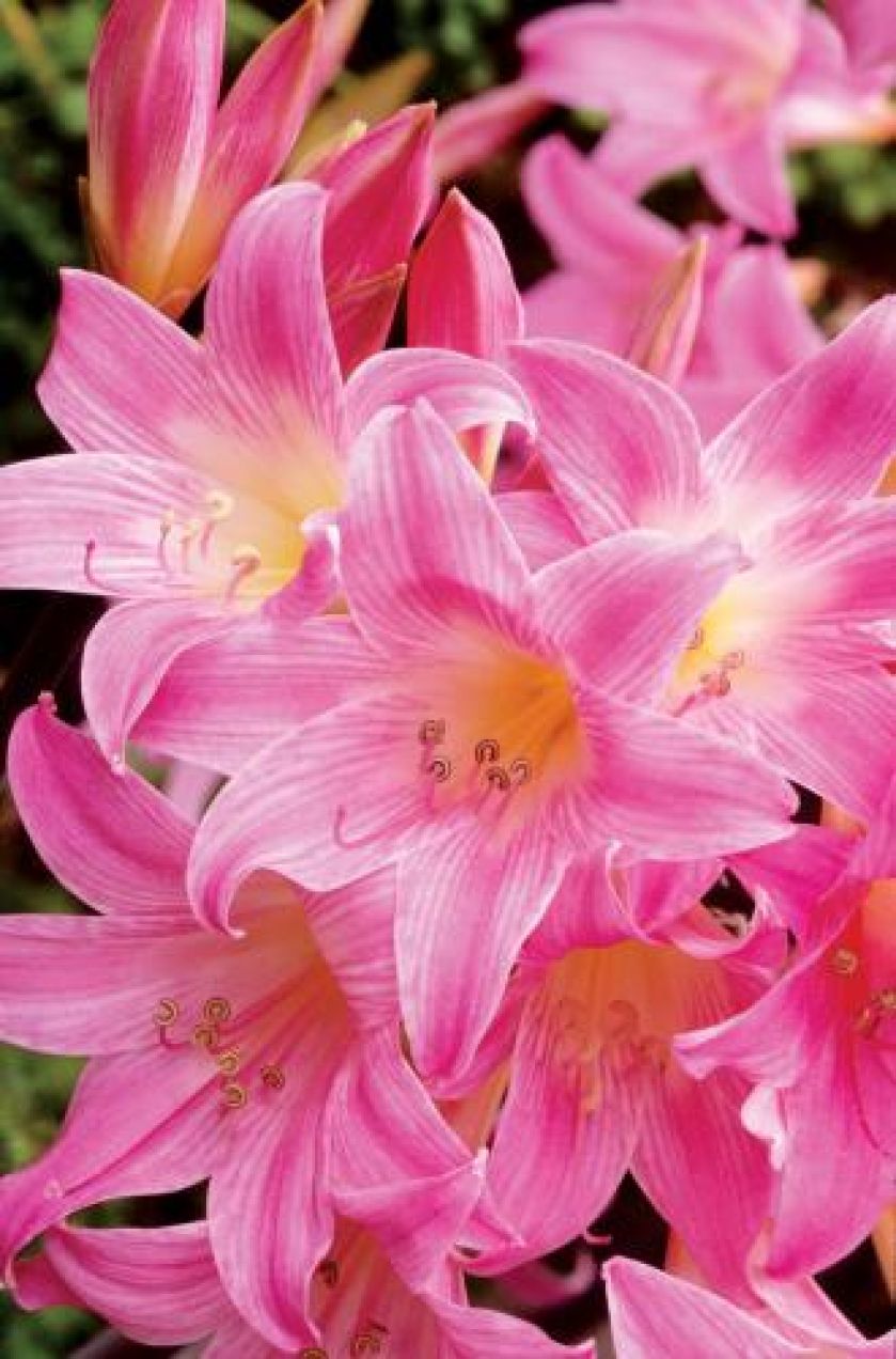 Amaryllis belladonna