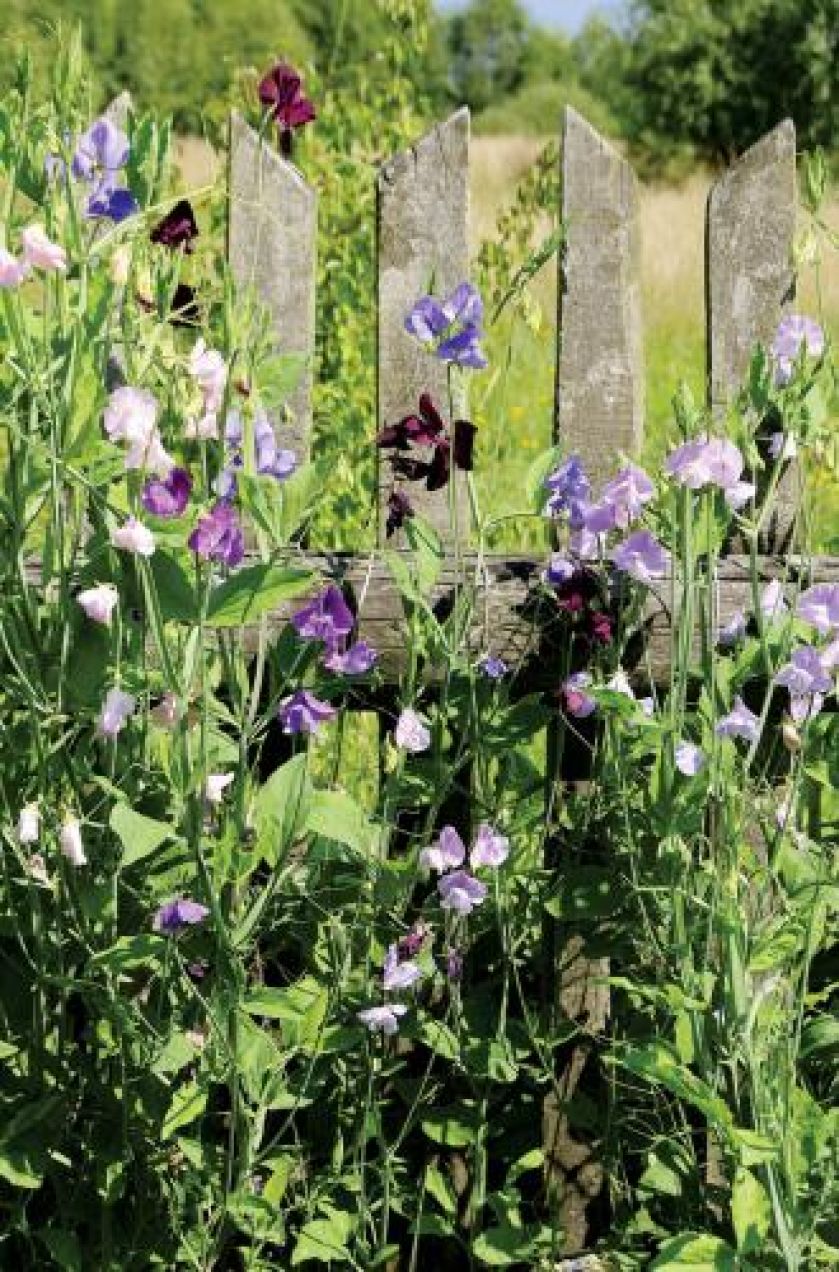 Groszek pachnący. Czym pachnie lato