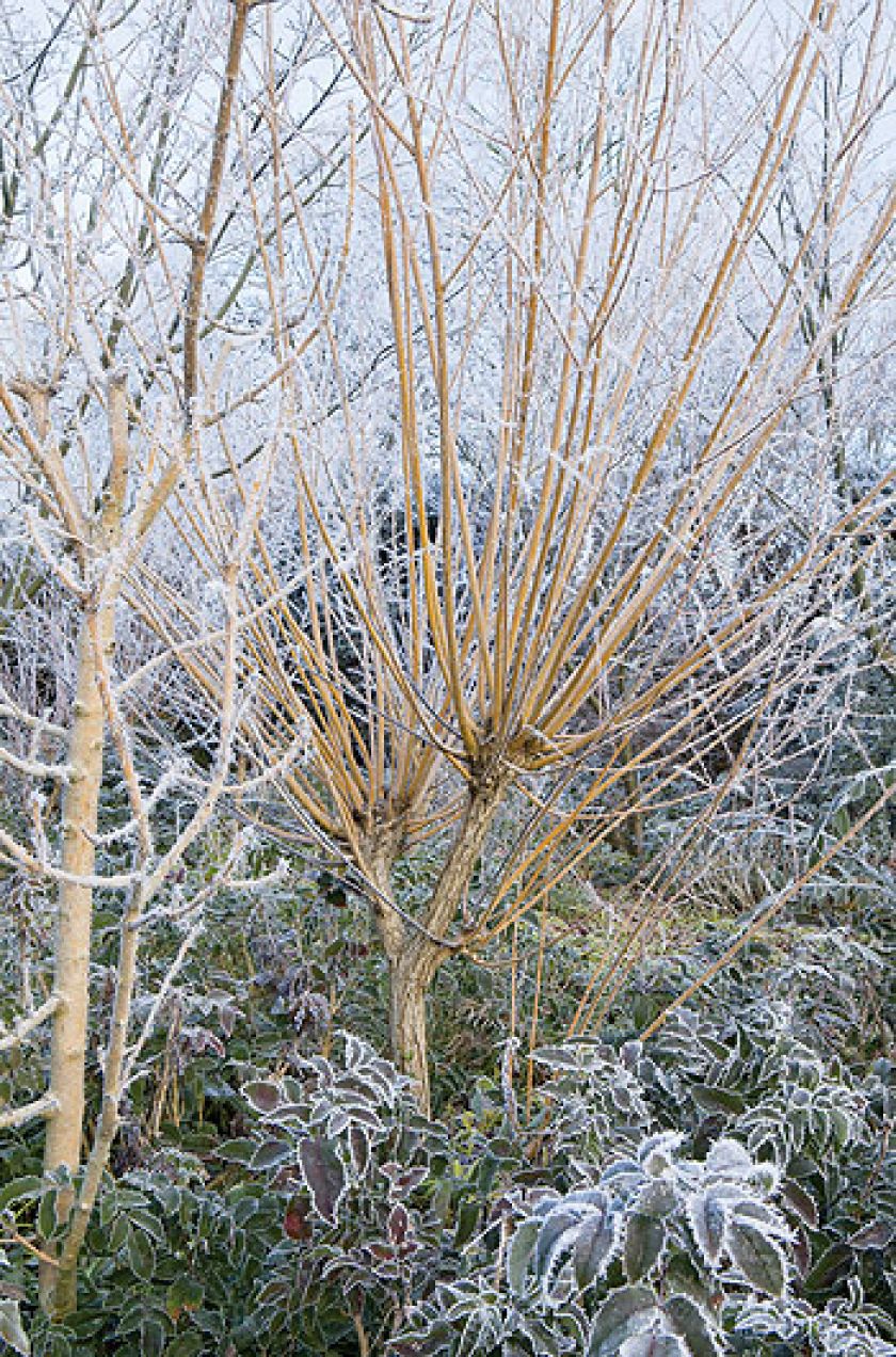 Wierzba biała, odmiana ‘Złocista’