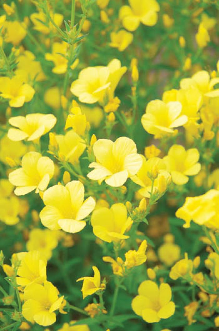 Len do ogródka. Kwiaty, rośliny, len, siemię lniane, len właściwości, len uprawa, len w ogródku