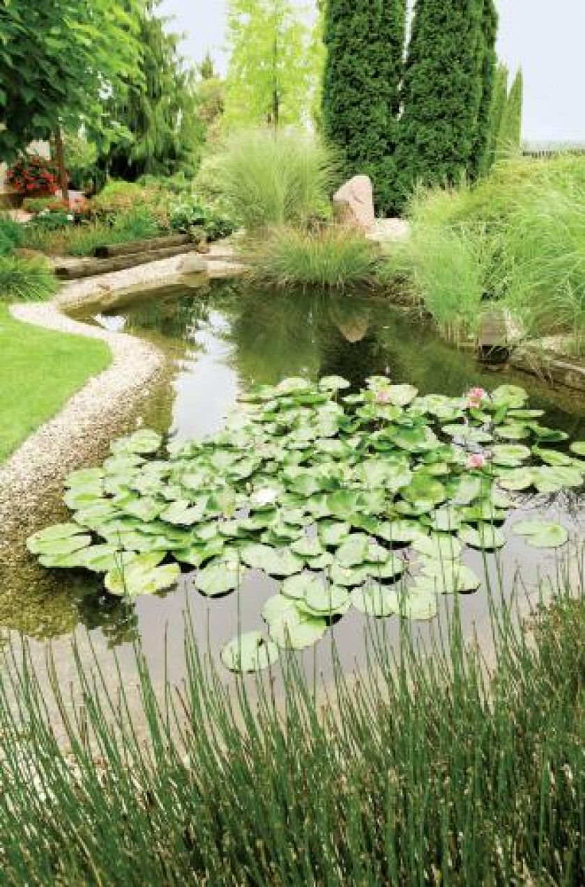 Nad wodą rosną kępy traw miskanta, ozdobne także zimą.