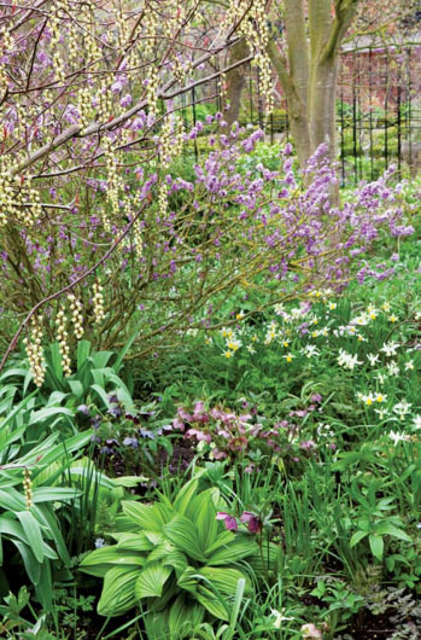 Fioletowo kwitnący wawrzynek wilczełyko, pod nim ciemierniki, narcyze i hosty.