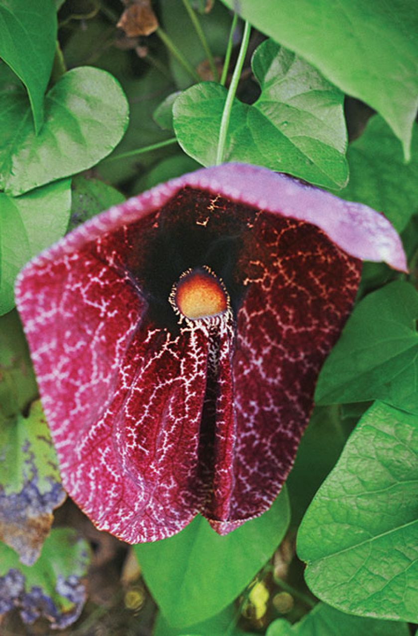 Kokornak Wielkolistny. Czas na pnącza