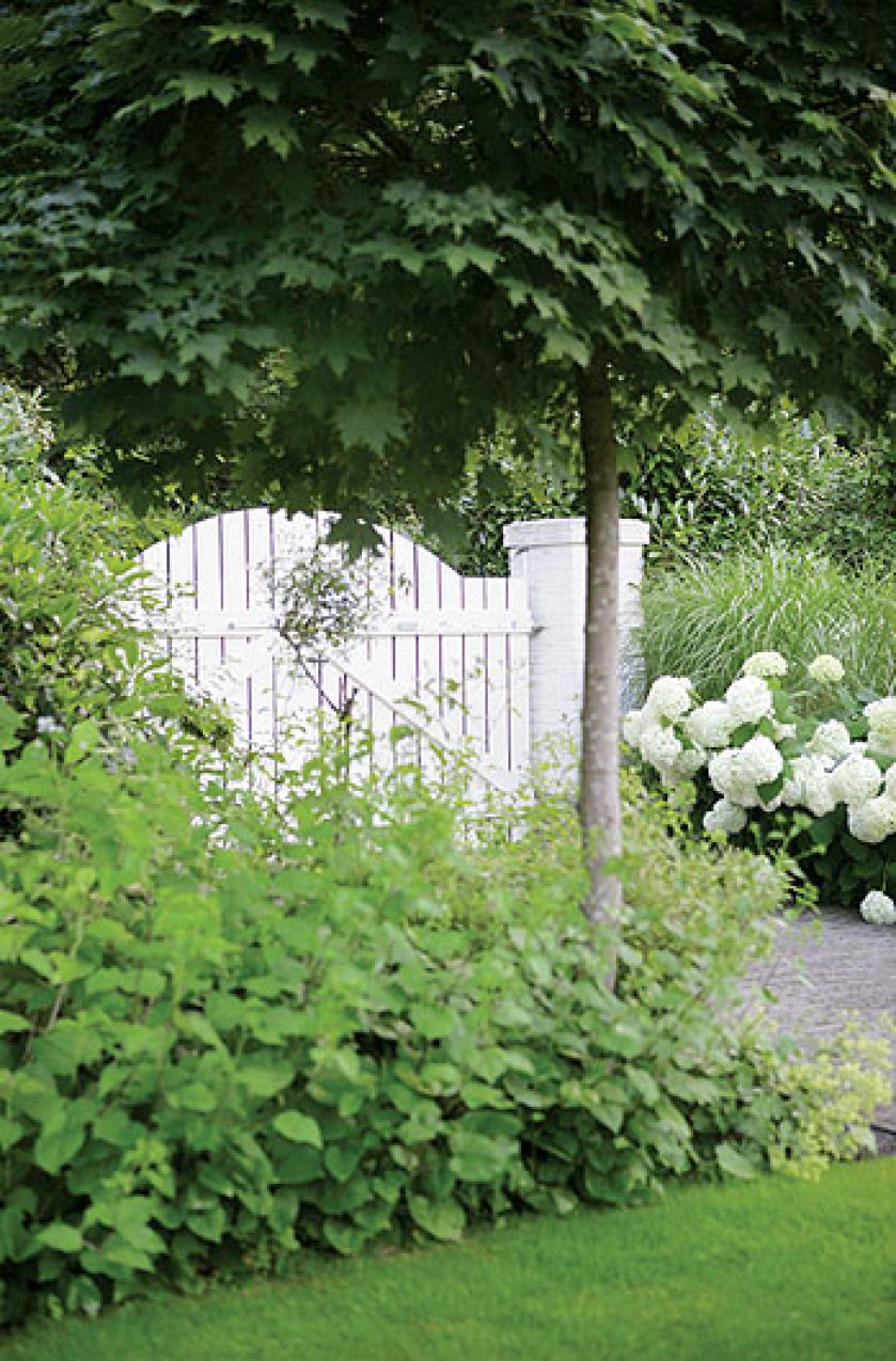 Ogród w lesie. Ogród w lesie, bukszpan, bluszcz