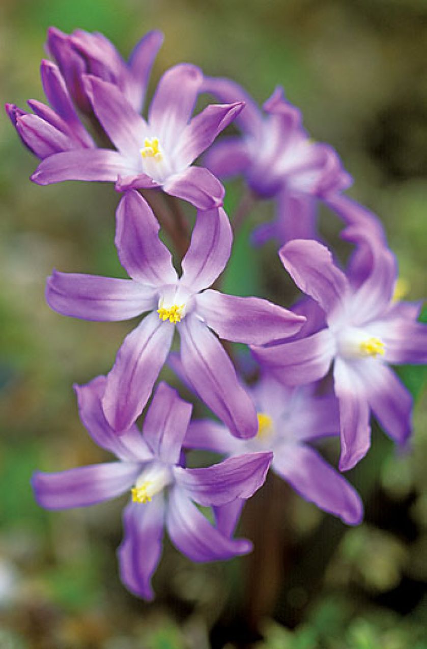 Śnieżnik - choć malutki, nic nie robi sobie z chłodu, więcej – bez niego za żadne skarby nie zakwitnie.