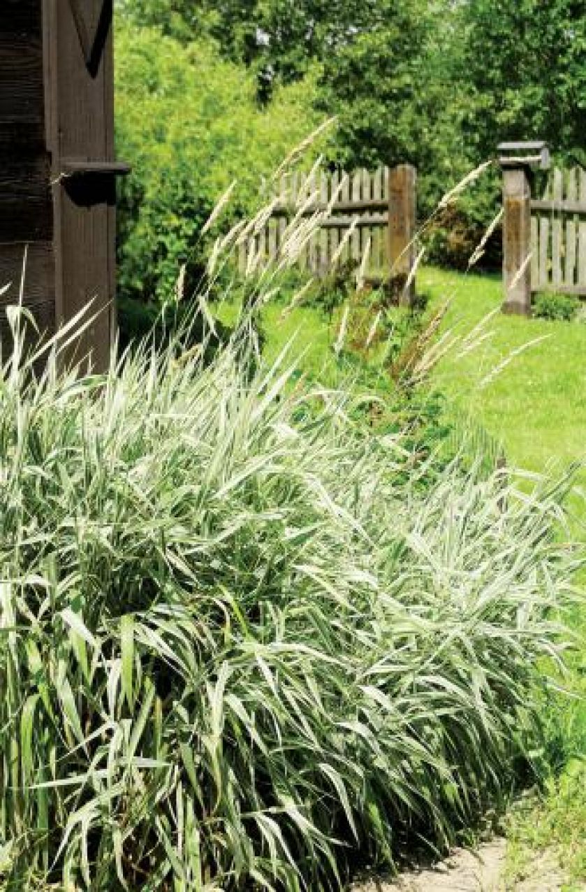 Kupkówka pospolita. Czym pachnie lato